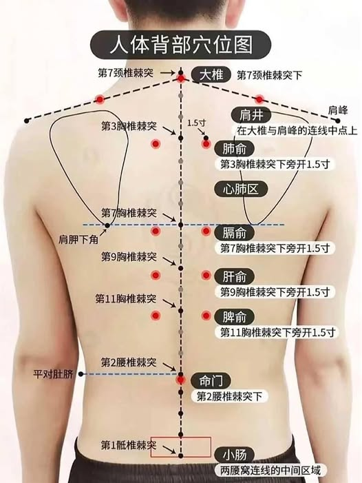 人體背部穴位圖:大椎、肺俞、膈俞、肝俞、脾俞、命門等背腰部定位(並適用於三焦經肩井、督脈大椎/命門)