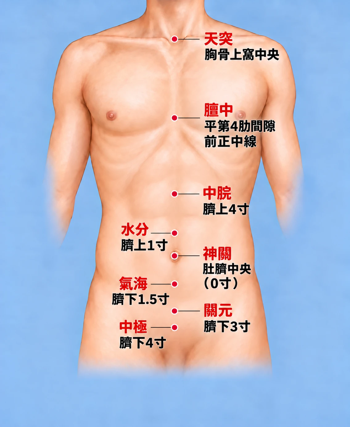 任脈胸腹段穴位定位：天突、膻中、中脘、水分、神闕、氣海、關元、中極，以臍為基準標示寸數