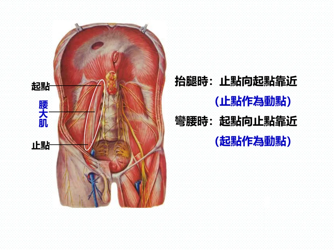 腰大肌的起點與止點示意