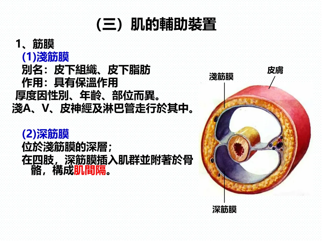 淺筋膜與深筋膜的位置關係