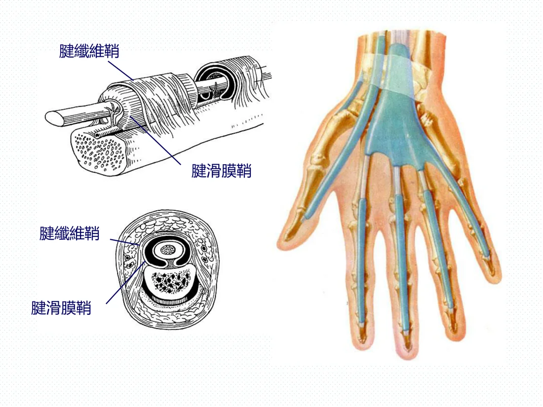 腱纖維鞘與腱滑膜鞘結構示意