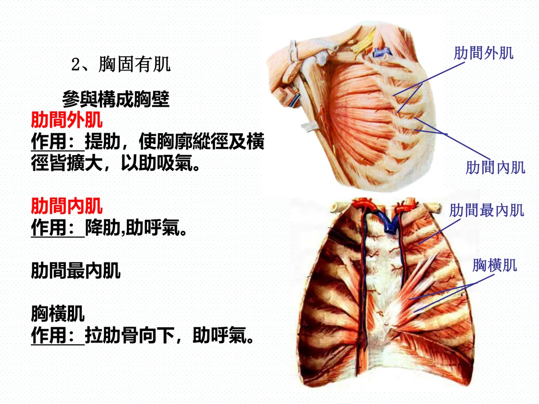 肋間外肌、肋間內肌與肋間最內肌