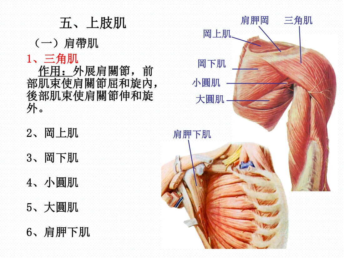 肩關節周圍肌肉：三角肌、岡上肌、岡下肌、肩胛下肌