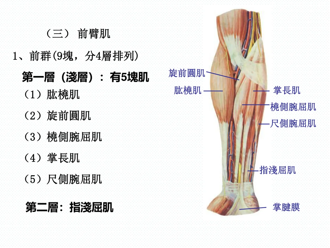 前臂前群淺層：掌長肌與橈側腕屈肌
