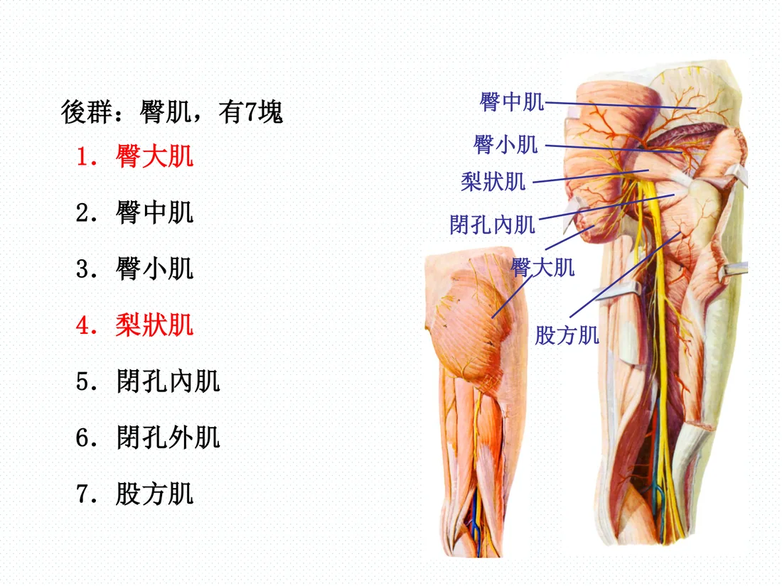 臀肌七塊與梨狀肌、坐骨神經的關係