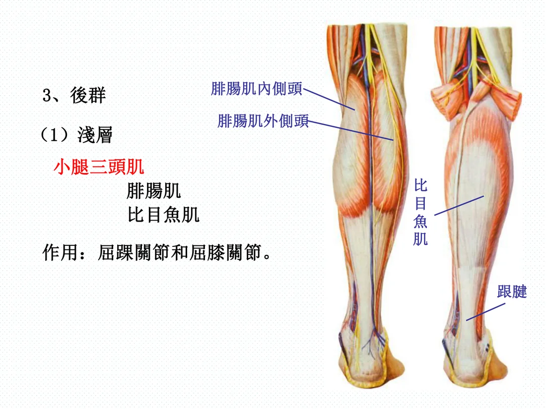 小腿三頭肌：腓腸肌與比目魚肌、跟腱