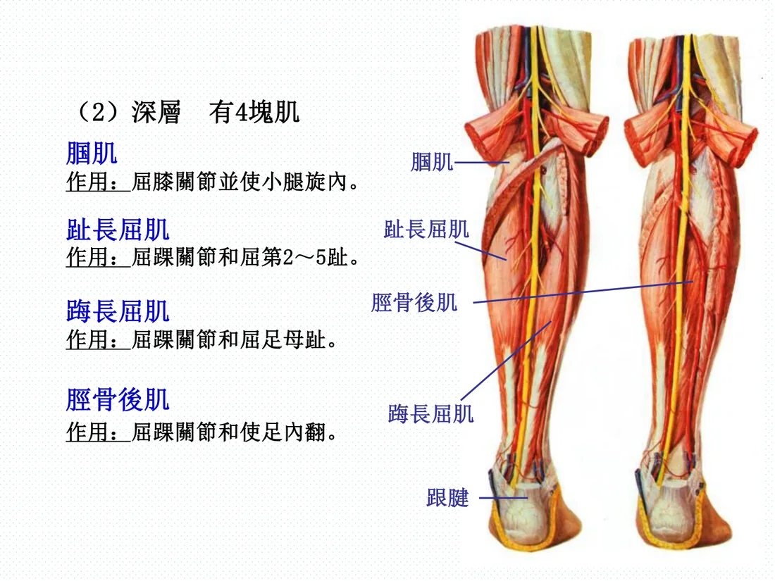 小腿後群深層四塊肌與跟腱
