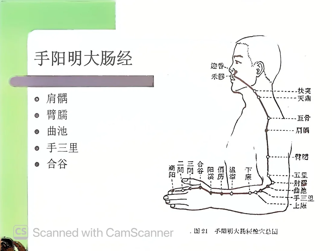 手陽明大腸經循行與肩部穴位