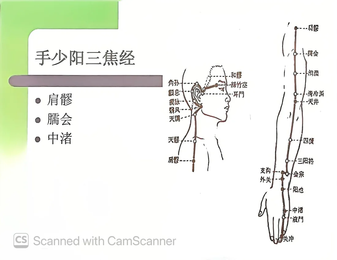 手少陽三焦經循行與肩部穴位