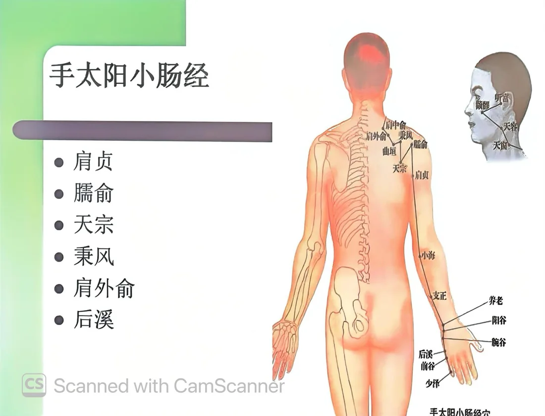 手太陽小腸經循行與肩部穴位