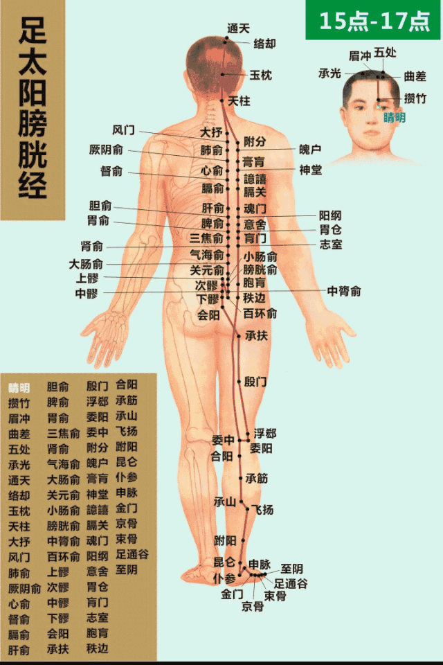 足太陽膀胱經循行動畫