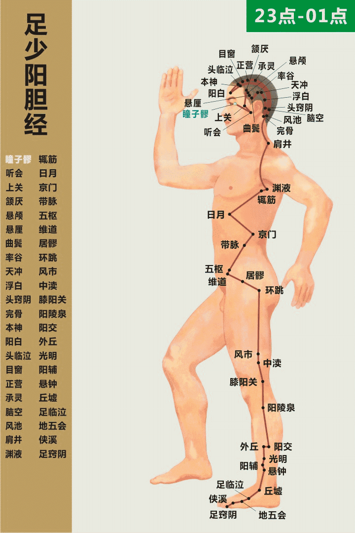 足少陽膽經循行動畫