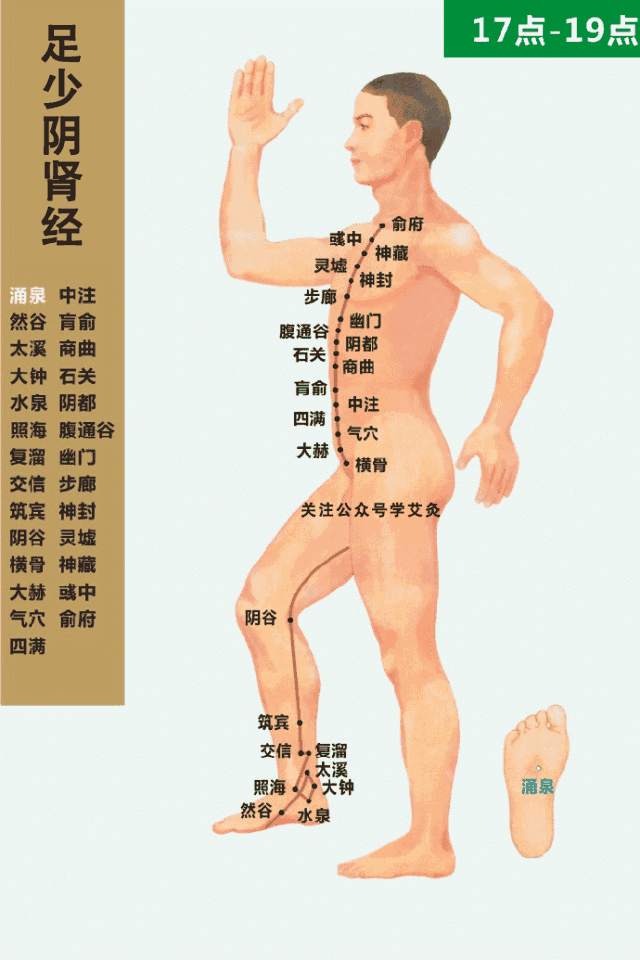 足少陰腎經循行動畫