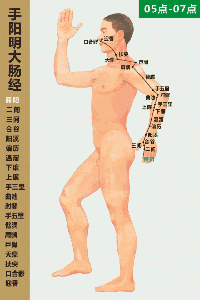 手陽明大腸經循行動畫