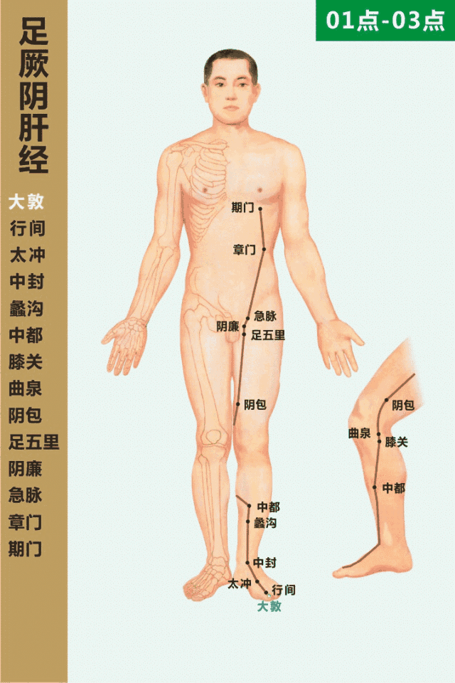 足厥陰肝經循行動畫