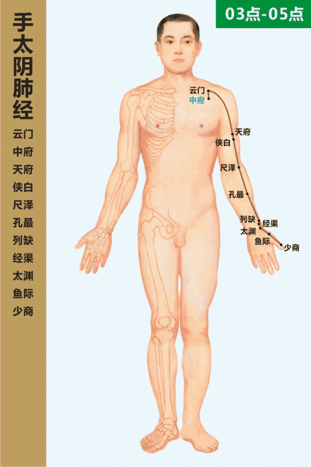 手太陰肺經循行動畫