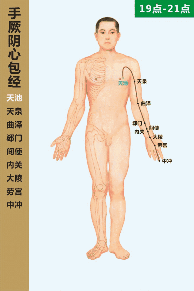 手厥陰心包經循行動畫