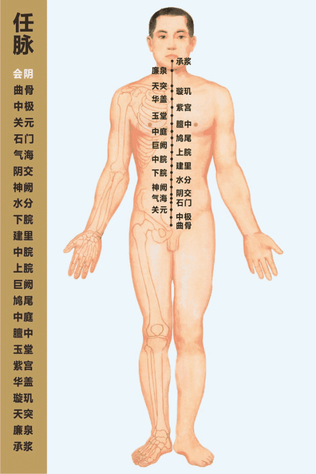 任脈循行動畫