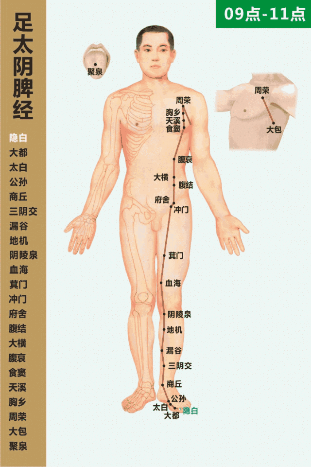 足太陰脾經循行動畫