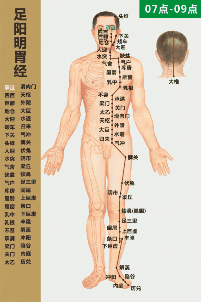 足陽明胃經循行動畫