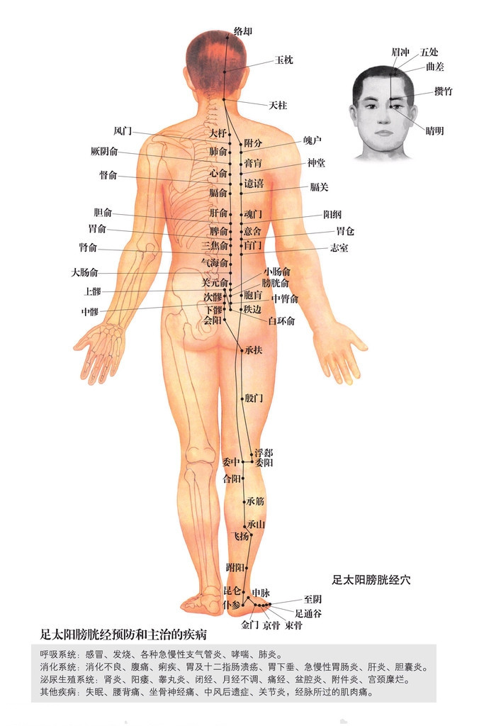 足太陽膀胱經 經脈循行與穴位示意圖