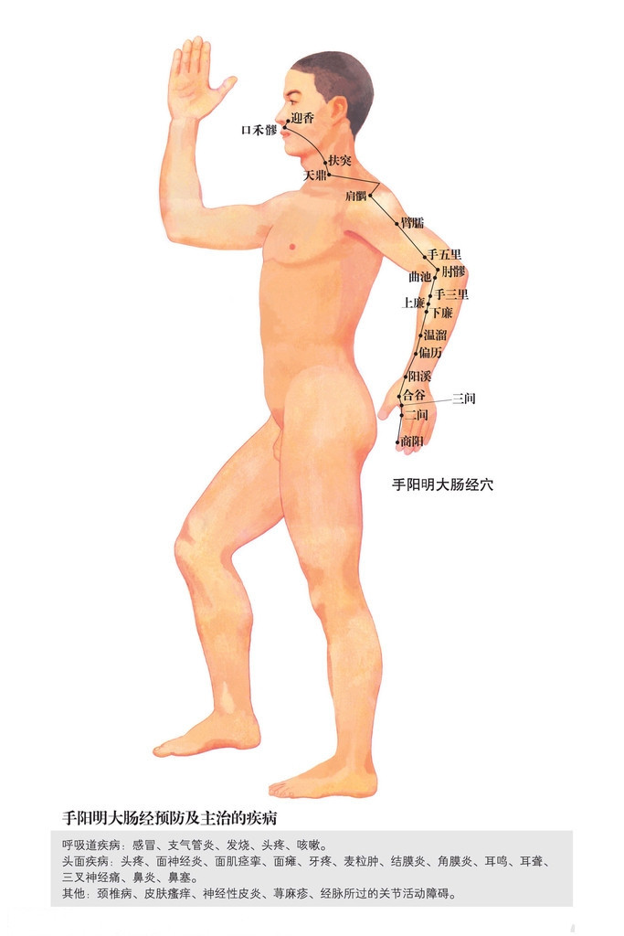 手陽明大腸經 經脈循行與穴位示意圖