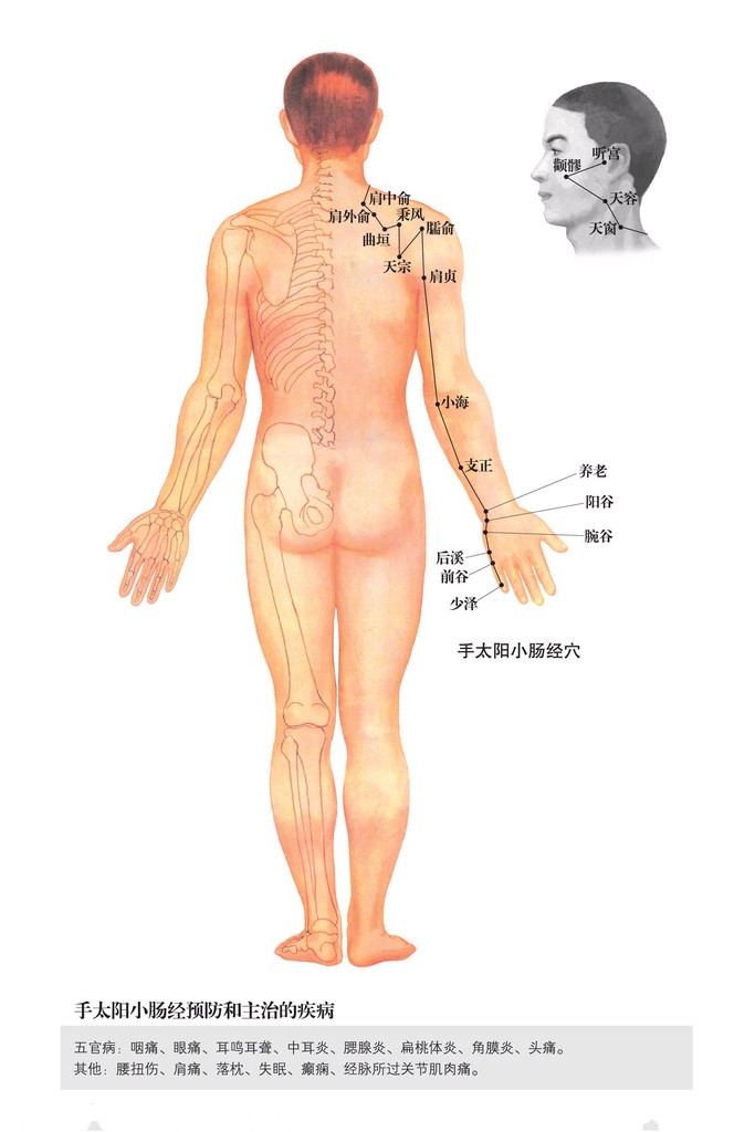 手太陽小腸經 經脈循行與穴位示意圖