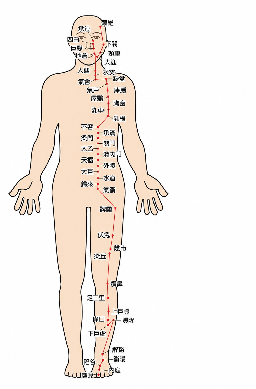 足陽明胃經 經脈循行與穴位示意圖